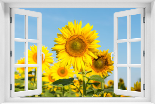 Fototapeta Naklejka Na Ścianę Okno 3D - Sunflower blooming flowers on a farm