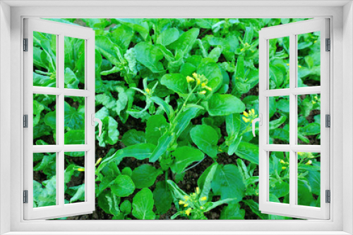 Fototapeta Naklejka Na Ścianę Okno 3D - Green flowering chinese cabbage in growth at vegetable garden
