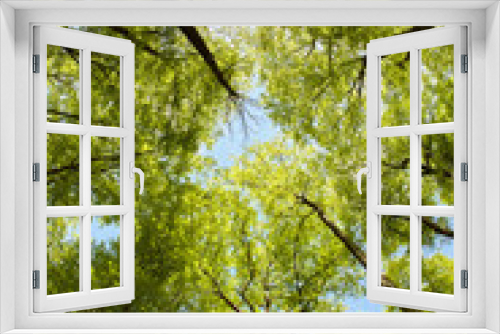 Fototapeta Naklejka Na Ścianę Okno 3D - Lush beech forest canopy