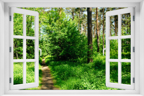 Fototapeta Naklejka Na Ścianę Okno 3D - Have a walk in wonderful forest