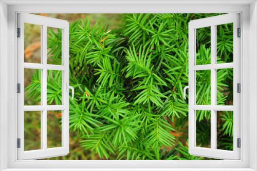 Fototapeta Naklejka Na Ścianę Okno 3D - Yew tree. Taxus baccata. It is the tree originally known as yew, though with other related trees becoming known, it may now be known as English yew, or European yew.