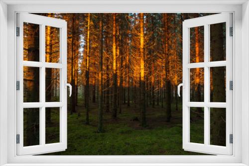 Fototapeta Naklejka Na Ścianę Okno 3D - Spruce forest and sunset light landscape