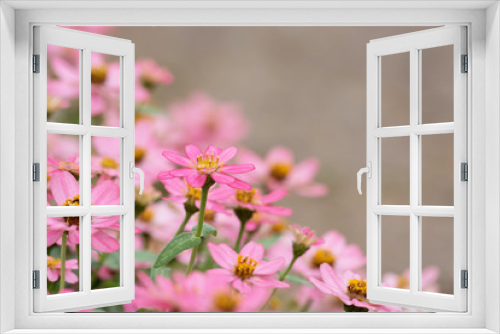 Fototapeta Naklejka Na Ścianę Okno 3D - Beautiful pink flower as background. (Blur foreground and backgr