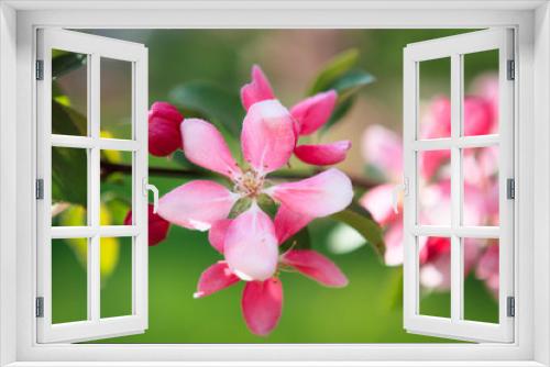 Fototapeta Naklejka Na Ścianę Okno 3D - Beautiful apple tree flowers