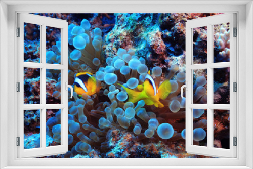 Fototapeta Naklejka Na Ścianę Okno 3D - anemone fish, clown fish, underwater photo