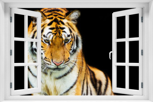 Fototapeta Naklejka Na Ścianę Okno 3D - tiger walking out of shadow