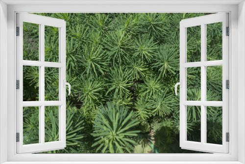 Fototapeta Naklejka Na Ścianę Okno 3D - Garden Milkweed