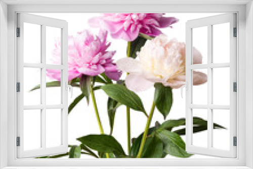 Fototapeta Naklejka Na Ścianę Okno 3D - Isolated Peony Flowers on White Background