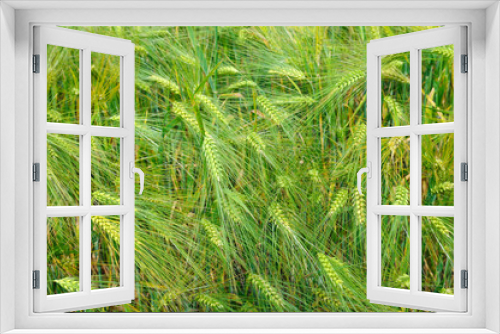 Fototapeta Naklejka Na Ścianę Okno 3D - bright background of wheat ears