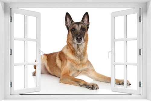 Fototapeta Naklejka Na Ścianę Okno 3D - Belgian Shepherd dog Malinois