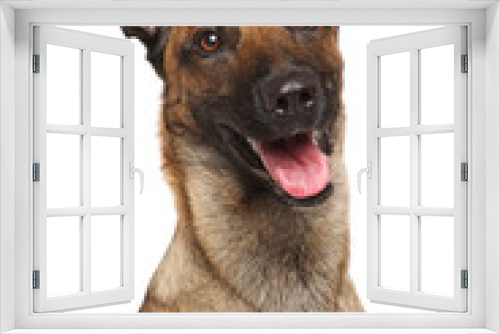 Fototapeta Naklejka Na Ścianę Okno 3D - Belgian Shepherd dog Malinois