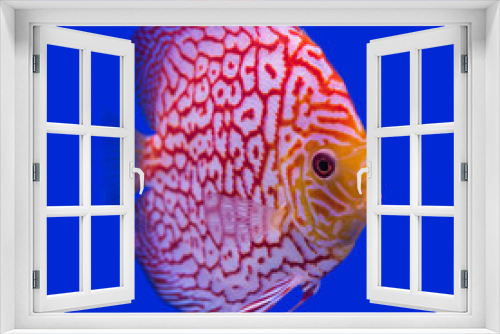 Fototapeta Naklejka Na Ścianę Okno 3D - Pompadour (Discus) fish