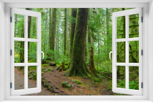 Fototapeta Naklejka Na Ścianę Okno 3D - Rain Forest in Oregon