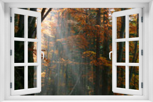 Fototapeta Naklejka Na Ścianę Okno 3D - An image of ray of light in autumn forest
