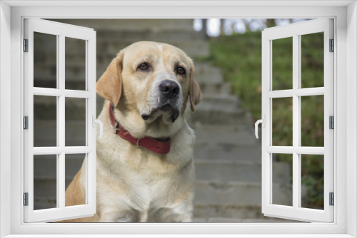 Fototapeta Naklejka Na Ścianę Okno 3D - Friendly labrador dog on the stairs.