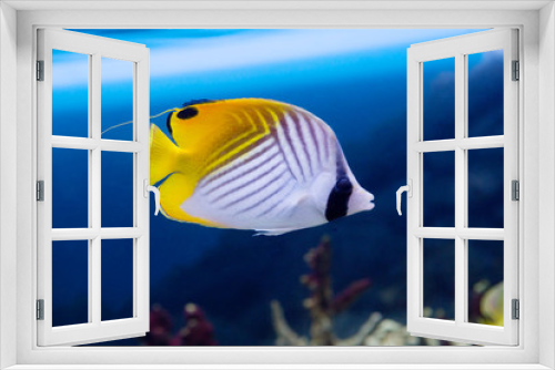 Fototapeta Naklejka Na Ścianę Okno 3D - Тропическая рыбка.