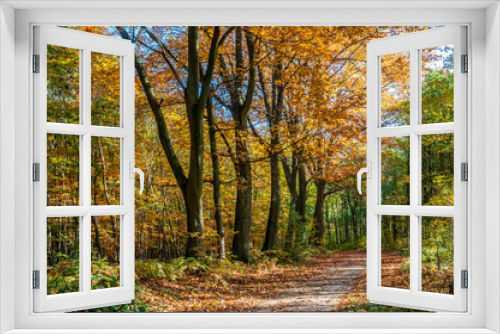 Fototapeta Naklejka Na Ścianę Okno 3D - 5659 Herbst im Chorbusch
