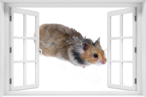 Fototapeta Naklejka Na Ścianę Okno 3D - Brown Syrian hamster isolated