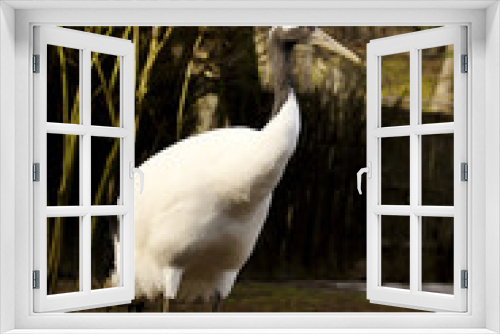 Fototapeta Naklejka Na Ścianę Okno 3D - rare Red-crowned crane,Grus japonensis,