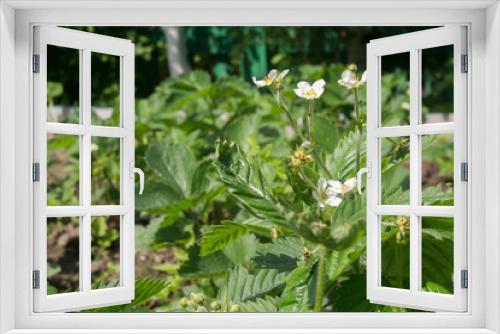 Fototapeta Naklejka Na Ścianę Okno 3D - Strawberry Plant in Spring