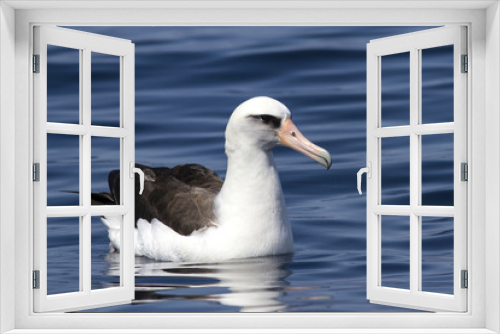 Fototapeta Naklejka Na Ścianę Okno 3D - Laysan albatross that sits on the waters of the Pacific Ocean