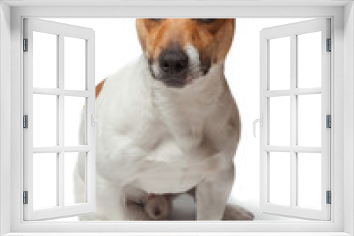 Fototapeta Naklejka Na Ścianę Okno 3D - Dogs puppy isolated on white background. Jack Russell Terrier