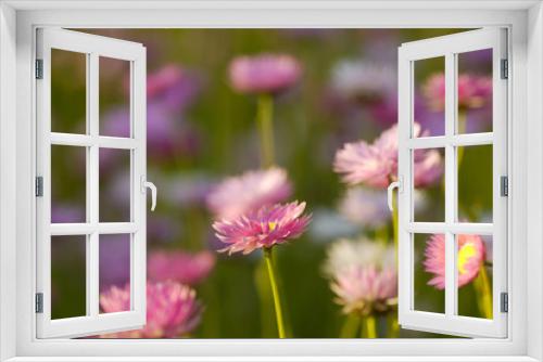 Fototapeta Naklejka Na Ścianę Okno 3D - Blütenpracht im Kings Park, Perth