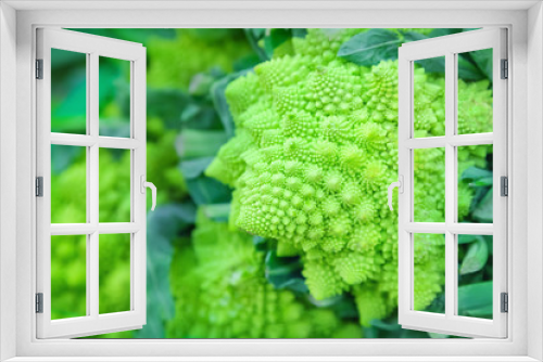 Fototapeta Naklejka Na Ścianę Okno 3D - Romanesco broccoli