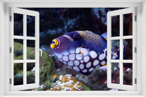Fototapeta Naklejka Na Ścianę Okno 3D - Рыба спинорог