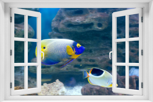 Fototapeta Naklejka Na Ścianę Okno 3D - Рыба Ангел 