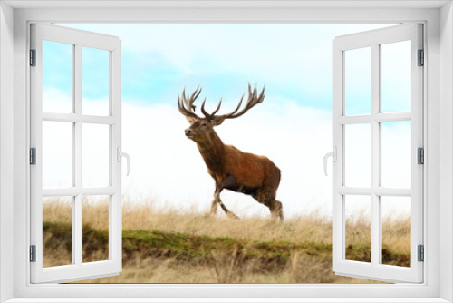 Fototapeta Naklejka Na Ścianę Okno 3D - red deer buck running on top of a hill