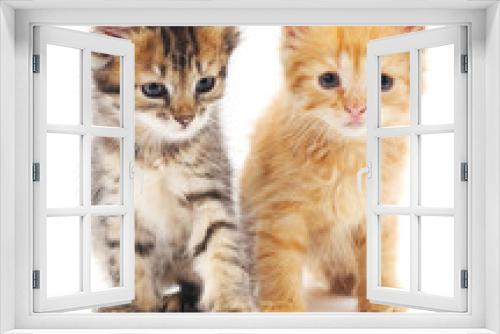 Fototapeta Naklejka Na Ścianę Okno 3D - Gray and red cat.
