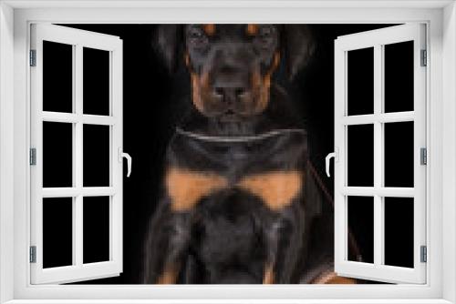 Fototapeta Naklejka Na Ścianę Okno 3D - Dobermann puppy