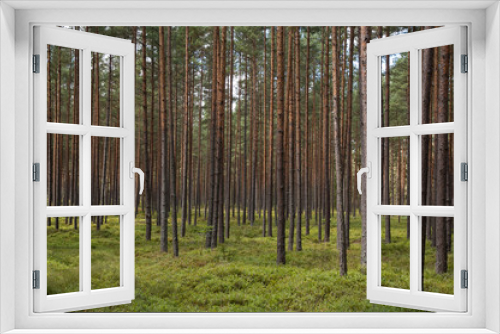 Fototapeta Naklejka Na Ścianę Okno 3D - tree trunks in a forest