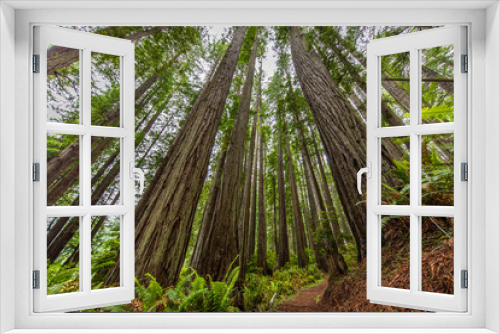Fototapeta Naklejka Na Ścianę Okno 3D - Lady Bird Johnson Grove trail, Redwoods National Park