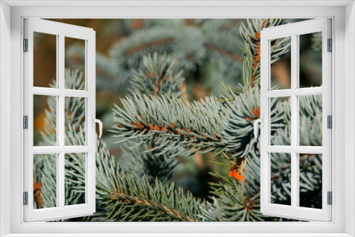Fototapeta Naklejka Na Ścianę Okno 3D - Picea pungens Hoopsii