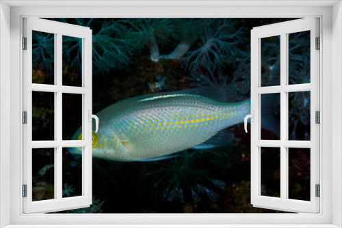 Fototapeta Naklejka Na Ścianę Okno 3D - Goby fish