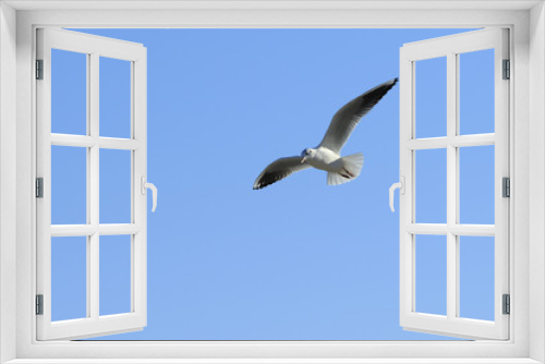 Fototapeta Naklejka Na Ścianę Okno 3D - Gull in the sky