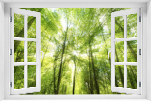 Fototapeta Naklejka Na Ścianę Okno 3D -  deciduous Trees Forest