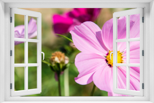 Fototapeta Naklejka Na Ścianę Okno 3D - Pink flowers in a garden