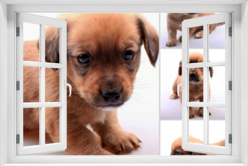 Fototapeta Naklejka Na Ścianę Okno 3D - Collage of small cute dachshund puppy