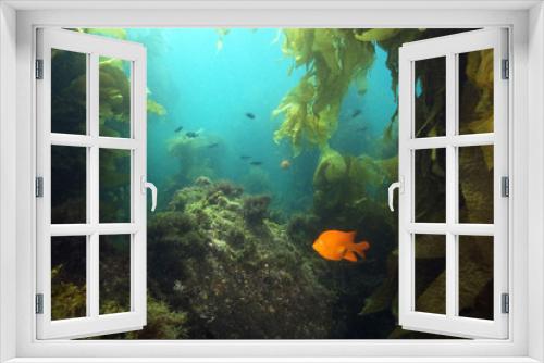 Fototapeta Naklejka Na Ścianę Okno 3D - Ocean reef underwater landscape at Channel Islands, California