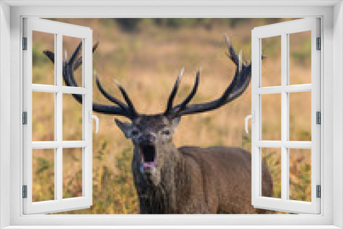 Fototapeta Naklejka Na Ścianę Okno 3D - Red Deer Stag