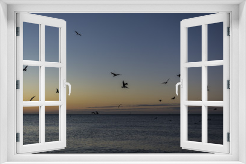 Fototapeta Naklejka Na Ścianę Okno 3D - Gaviotas en el mar