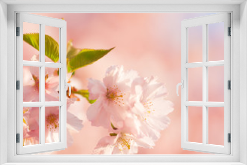 Fototapeta Naklejka Na Ścianę Okno 3D - Spring border background with pink blossom