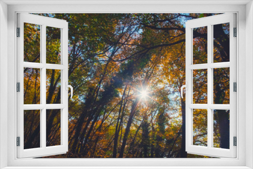 Fototapeta Naklejka Na Ścianę Okno 3D - Colorful woods and forest in autumn