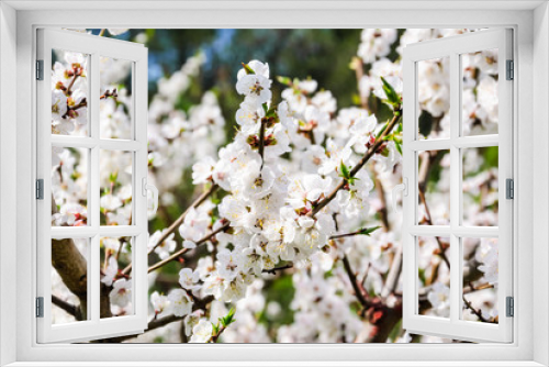 Fototapeta Naklejka Na Ścianę Okno 3D - Blooming Apple tree