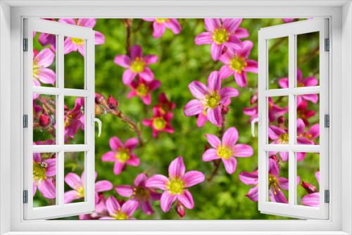 Fototapeta Naklejka Na Ścianę Okno 3D - Blooming spring Moss