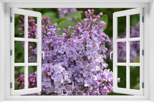 Fototapeta Naklejka Na Ścianę Okno 3D - The Lilac flowers