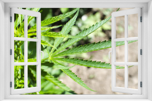 Fototapeta Naklejka Na Ścianę Okno 3D - marijuana weed